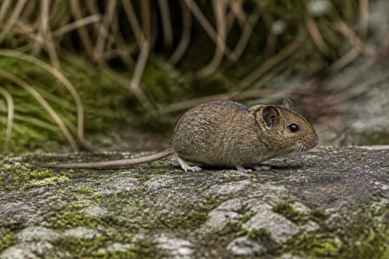 Image of a Highlands Pygmy Rice Rat in its natural habitat