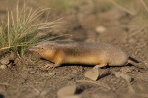 Image of a Highveld Golden Mole in its natural habitat