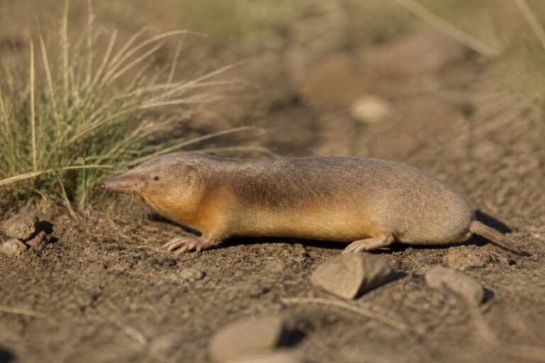Image of a Highveld Golden Mole in its natural habitat