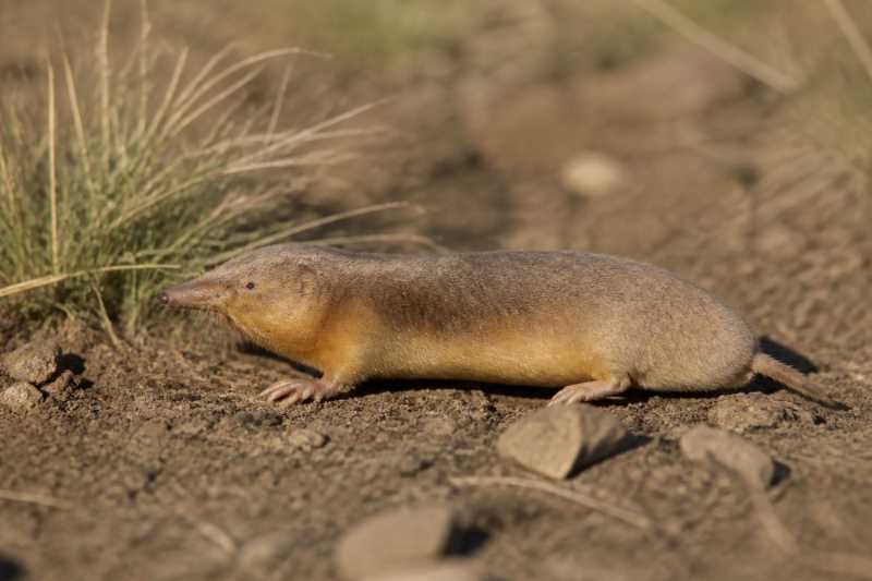Image of a Highveld Golden Mole in its natural habitat