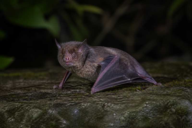 Image of a Hilgendorf's Tube-nosed Bat in its natural habitat