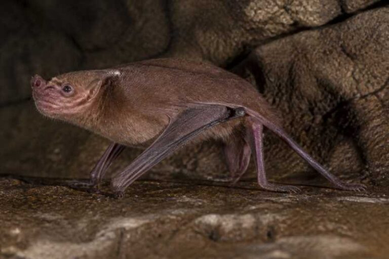 Image of a Hill's Sheath-tailed Bat in its natural habitat