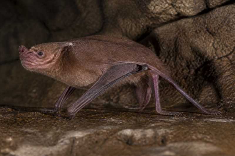Image of a Hill's Sheath-tailed Bat in its natural habitat