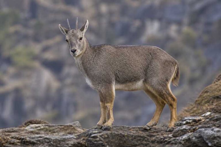 Image of a Himalayan Goral in its natural habitat