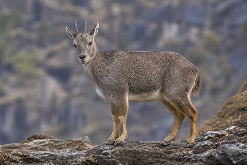 Image of a Himalayan Goral in its natural habitat