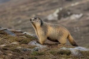 Image of a Himalayan Marmot in its natural habitat