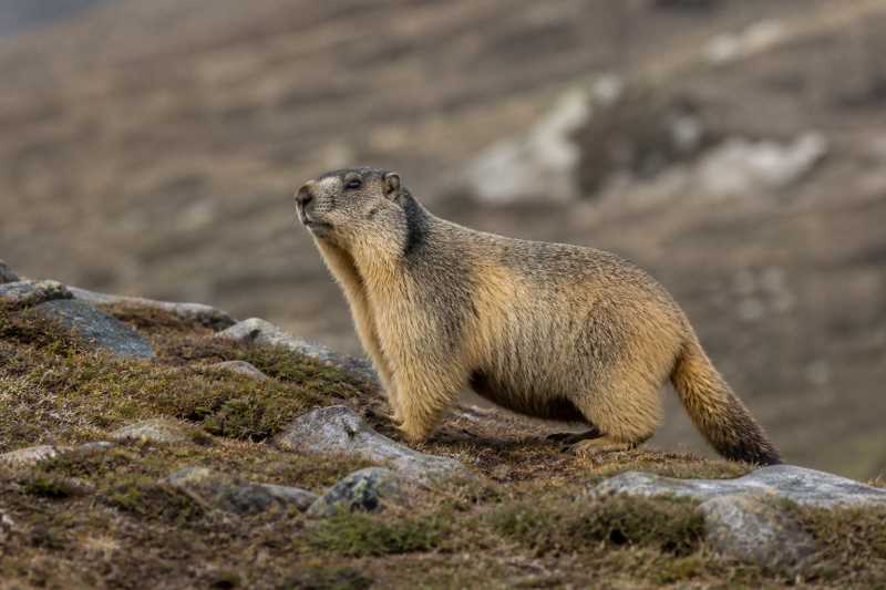 Image of a Himalayan Marmot in its natural habitat