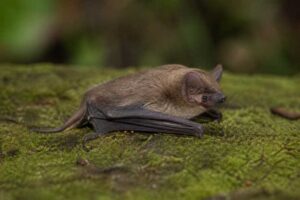 Image of a Hinde's Lesser House Bat in its natural habitat