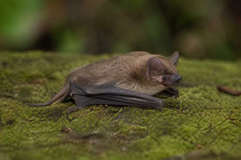Image of a Hinde's Lesser House Bat in its natural habitat