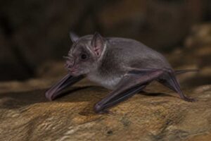 Image of a Hkakabo Razi Tube-nosed Bat in its natural habitat