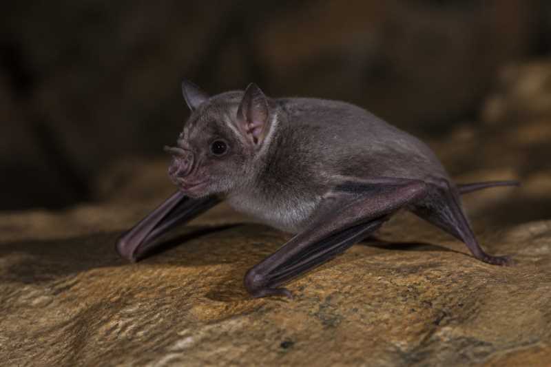 Image of a Hkakabo Razi Tube-nosed Bat in its natural habitat