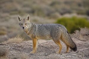 Image of a Hoary Fox in its natural habitat