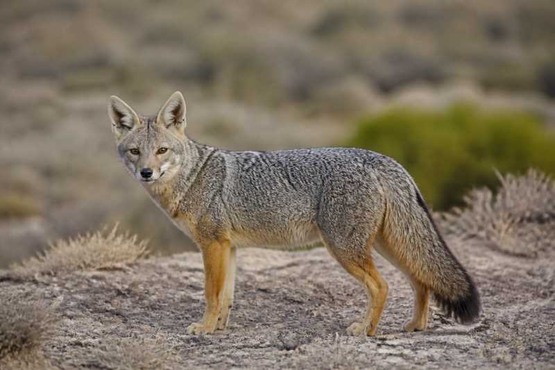 Image of a Hoary Fox in its natural habitat