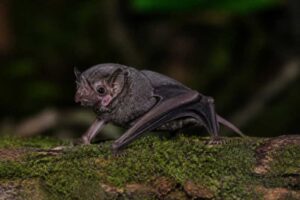 Image of a Hoary Wattled Bat in its natural habitat