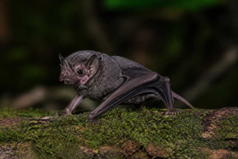Image of a Hoary Wattled Bat in its natural habitat