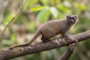 Image of a Hoffmanns's Titi in its natural habitat