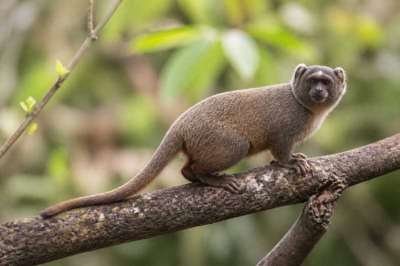 Image of a Hoffmanns's Titi in its natural habitat