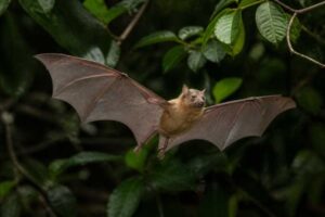 Image of a Honduran Fruit-eating Bat in its natural habitat