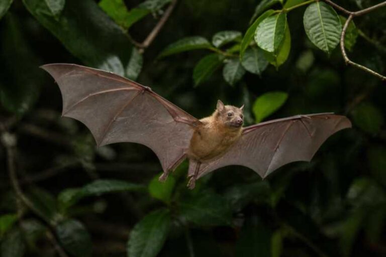 Image of a Honduran Fruit-eating Bat in its natural habitat