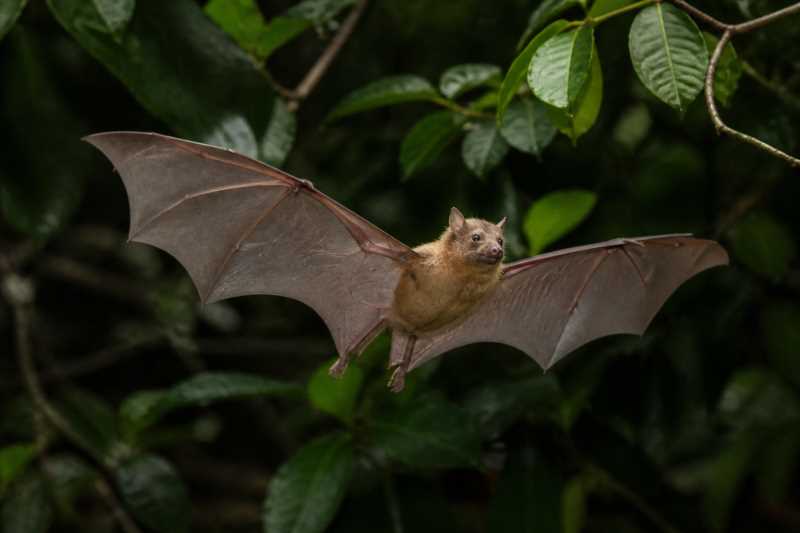 Image of a Honduran Fruit-eating Bat in its natural habitat
