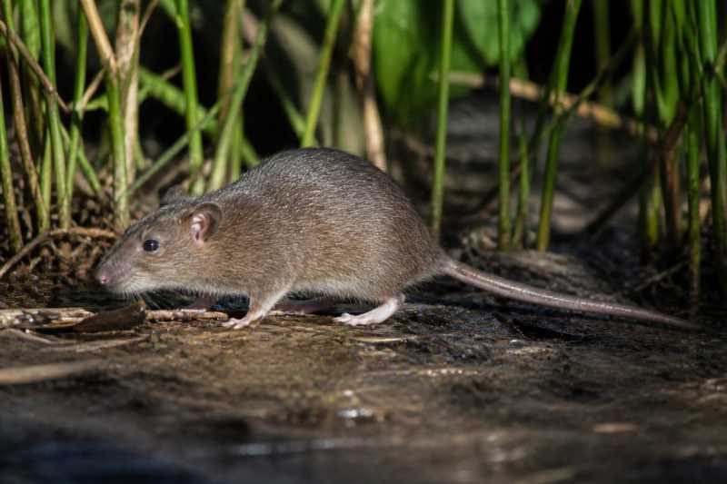 Image of a Hopkins's Groove-toothed Swamp Rat in its natural habitat