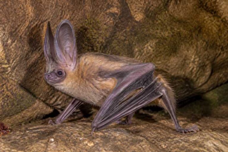 Image of a Horn-skinned Serotine in its natural habitat