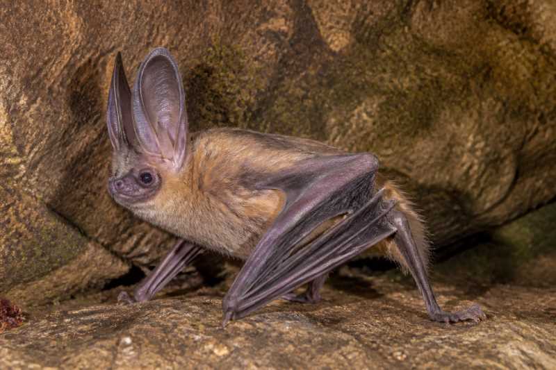 Image of a Horn-skinned Serotine in its natural habitat