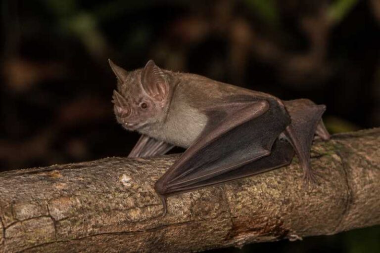 Image of a Horsfield's Roundleaf Bat in its natural habitat