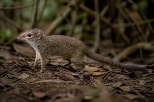 Image of a Horsfield's Treeshrew in its natural habitat
