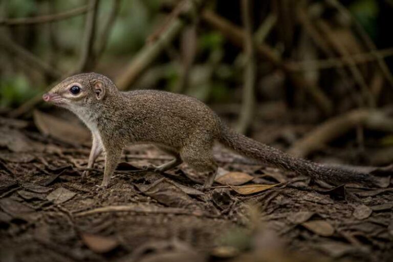 Image of a Horsfield's Treeshrew in its natural habitat