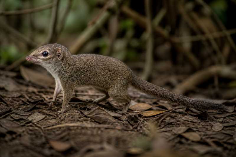 Image of a Horsfield's Treeshrew in its natural habitat