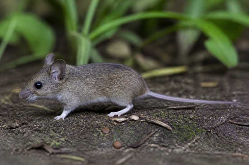 Image of a House Mouse in its natural habitat