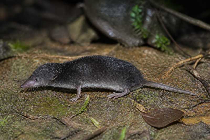 Image of a Huangang Shrew Mole in its natural habitat