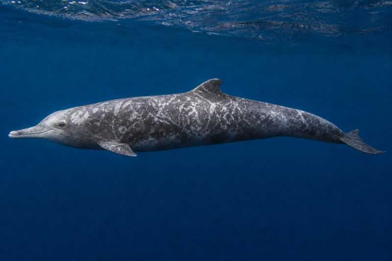 Image of a Hubbs's Beaked Whale in its natural habitat