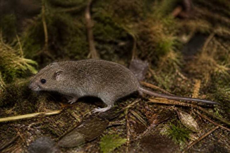 Image of a Huon Small-toothed Moss Mouse in its natural habitat