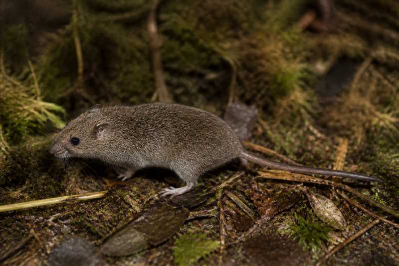 Image of a Huon Small-toothed Moss Mouse in its natural habitat