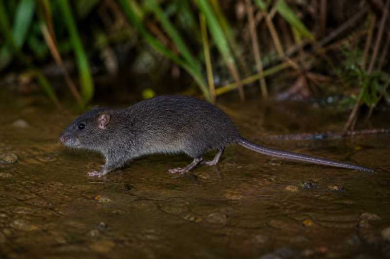 Image of a Husson's Water Rat in its natural habitat