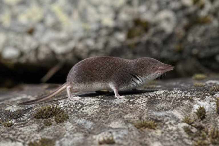 Image of a Iberian Shrew in its natural habitat