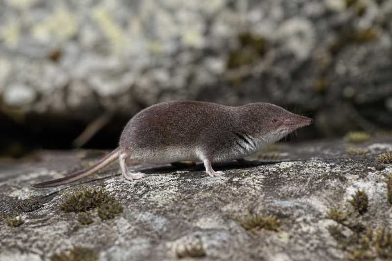 Image of a Iberian Shrew in its natural habitat