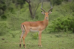 Image of a Impala in its natural habitat