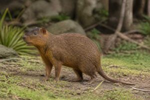 Image of a Imposter Hutia in its natural habitat