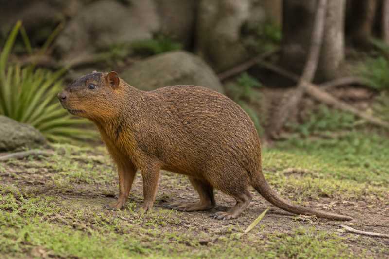Image of a Imposter Hutia in its natural habitat