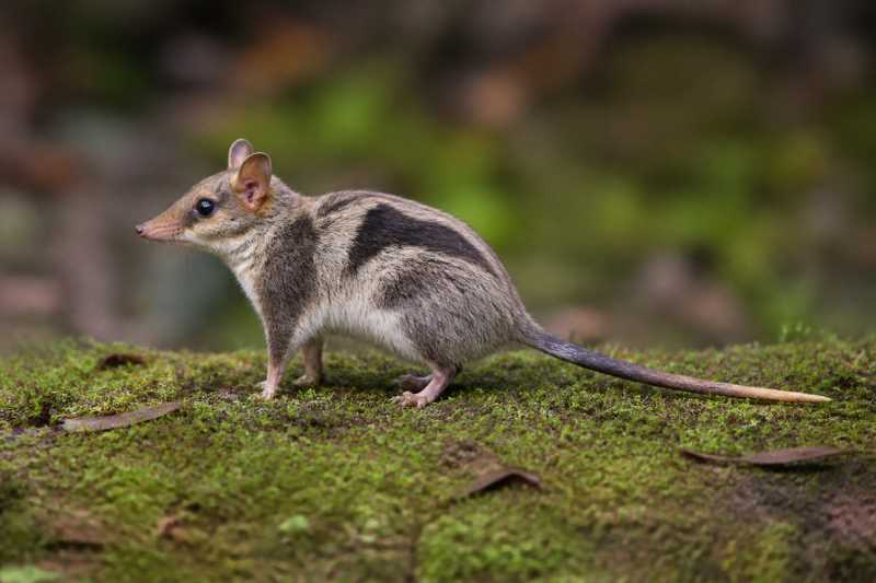 Image of a Incan Shrew-opossum in its natural habitat