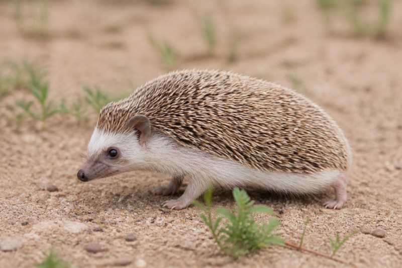 Image of a Indian Hedgehog in its natural habitat