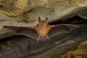 Image of a Indian Rufous Horseshoe Bat in its natural habitat