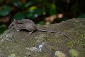 Image of a Indomalayan Long-tailed Climbing Mouse in its natural habitat