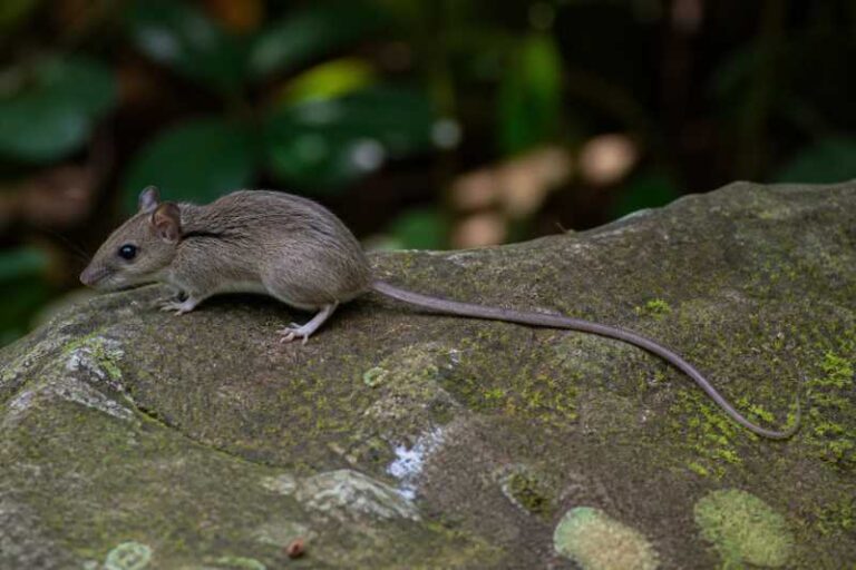 Image of a Indomalayan Long-tailed Climbing Mouse in its natural habitat