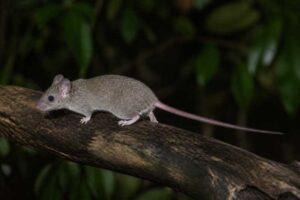 Image of a Indomalayan Pencil-tailed Tree Mouse in its natural habitat