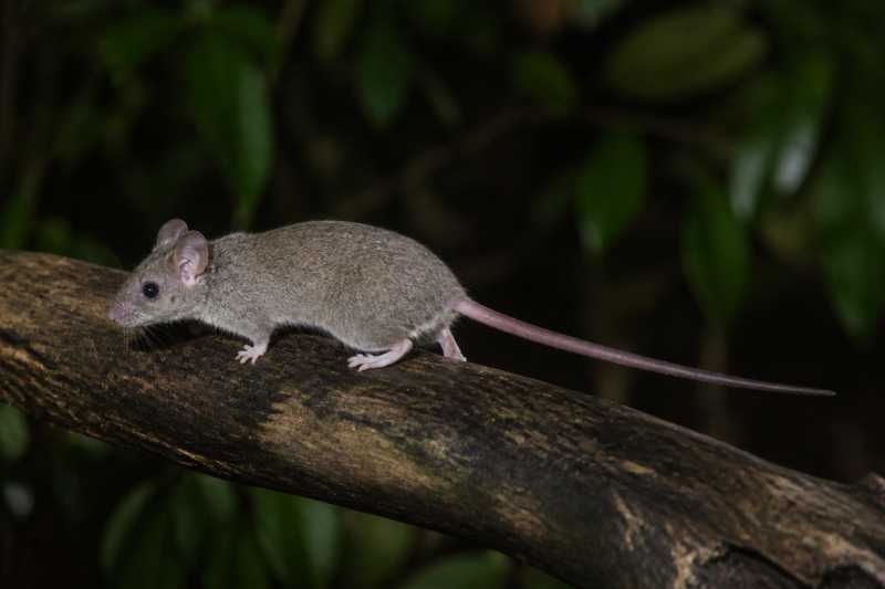 Image of a Indomalayan Pencil-tailed Tree Mouse in its natural habitat