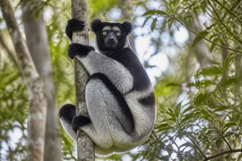 Image of a Indri in its natural habitat